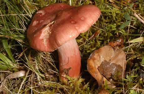 Blutroter Täubling (Russula sanguinea) - © Heinz Prelicz Blutroter Täubling (Russula sanguinea) - © Heinz Prelicz